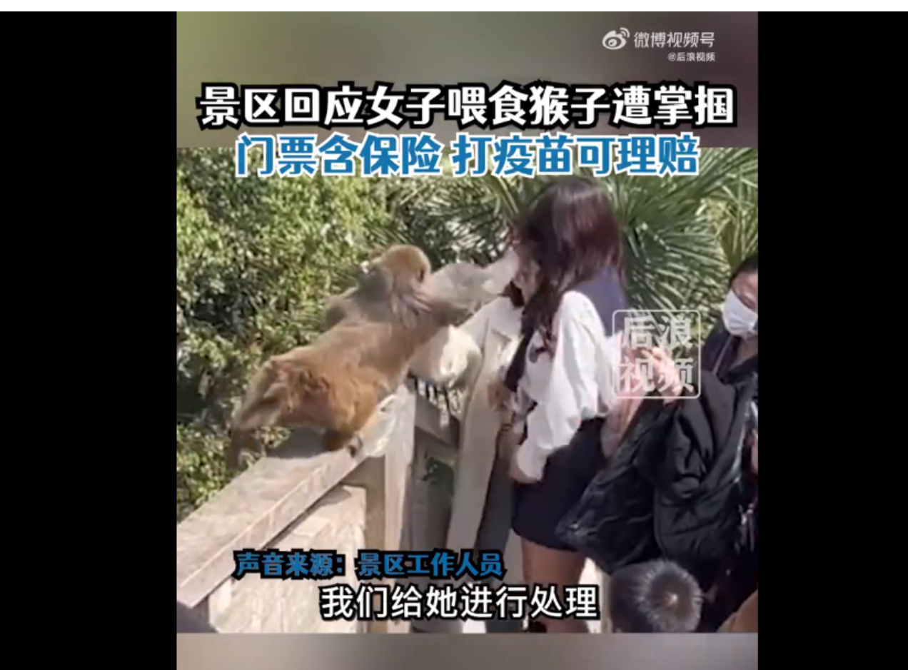 女子给猴子喂食被掌掴，景区回应：门票含保险，可理赔_北晚在线